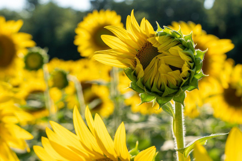 Girasoles florecientes
