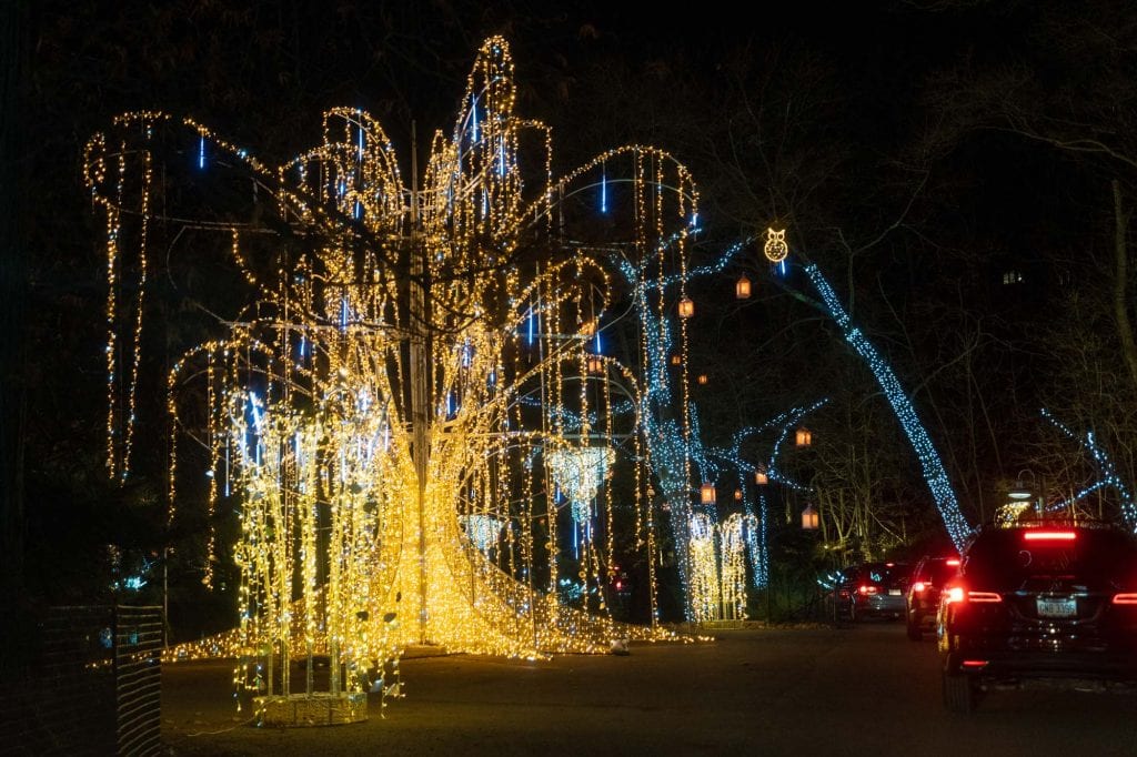 Luces salvajes de invierno 2020