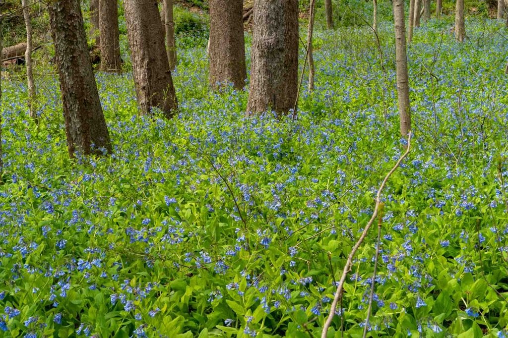 Campanillas de Virginia en la reserva de Bedford