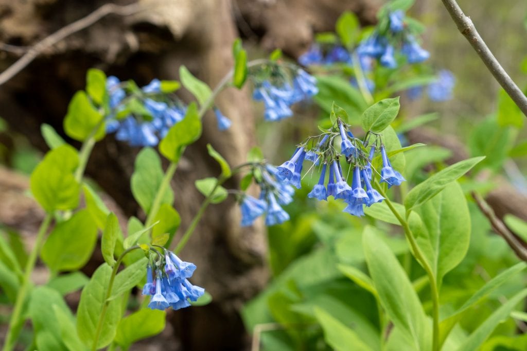 Campanillas de Virginia en la reserva de Bedford