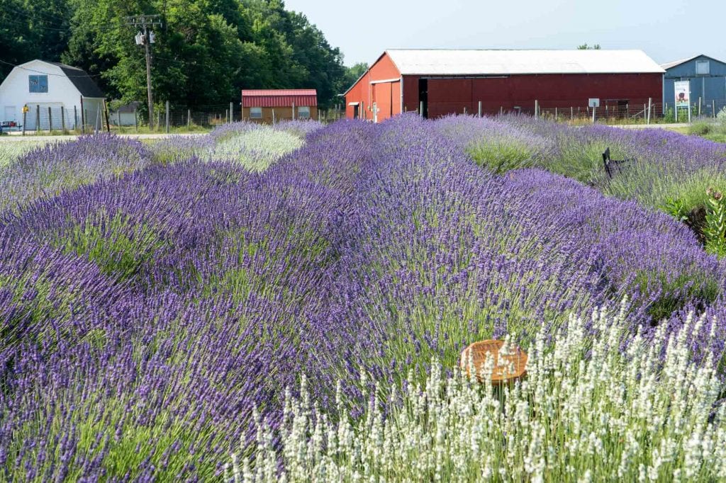 Jardín de exhibición de Luvin Lavender Farms