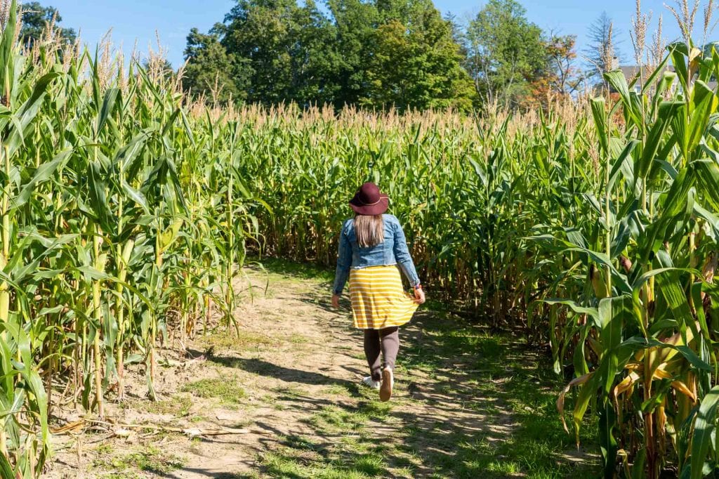 Laberinto de maíz de Mapleside Farms