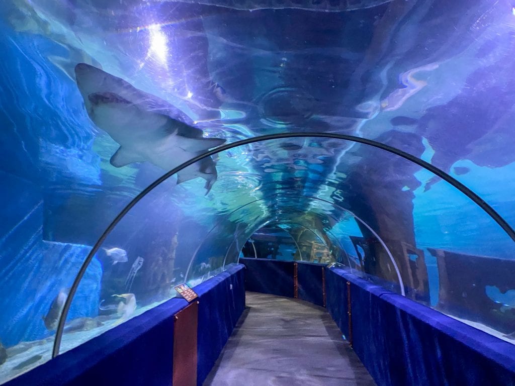 Túnel de tiburones en el Gran Acuario de Cleveland