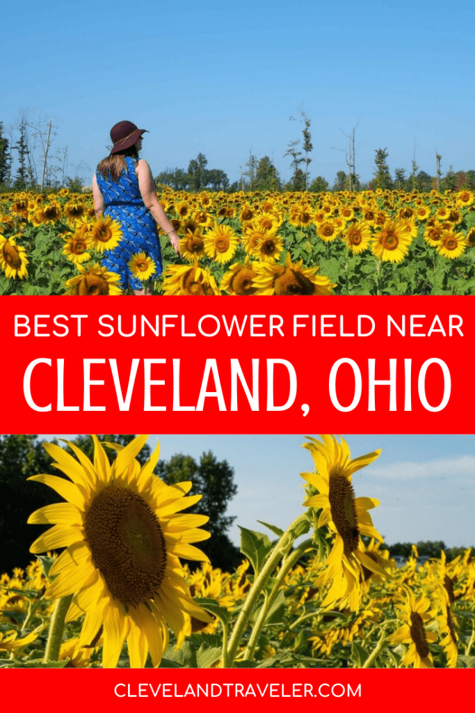 El mejor campo de girasoles cerca de Cleveland