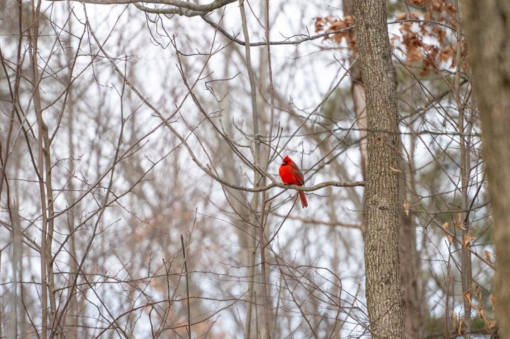 Cardenal en un árbol