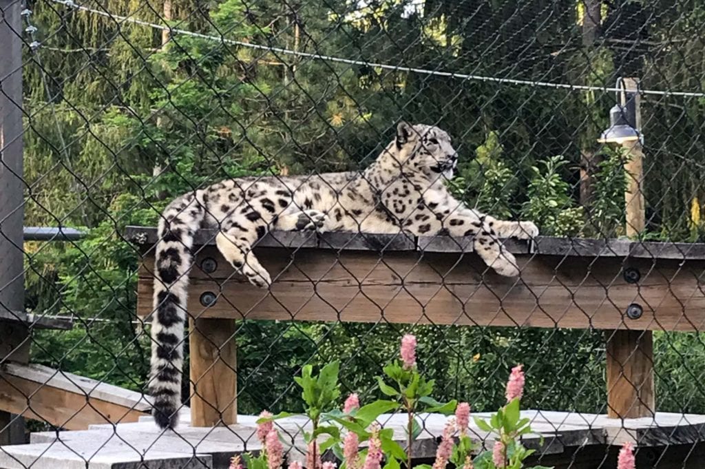 Leopardo de las nieves en el zoológico de Cleveland
