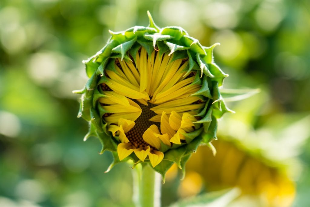 Girasol antes de la floración