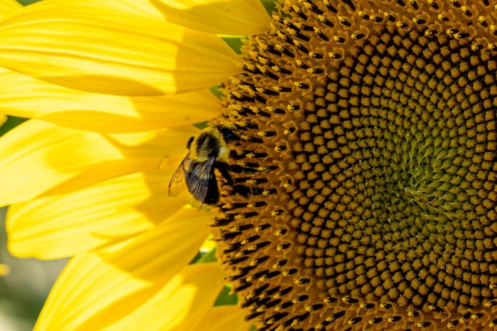 Abeja en un girasol