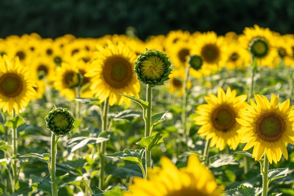 Girasoles antes floreciente
