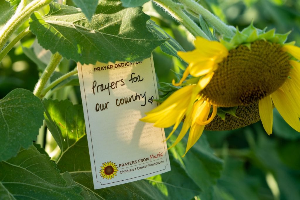 Dedicatoria de girasol
