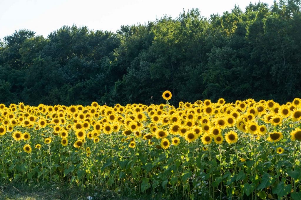 campo de girasol