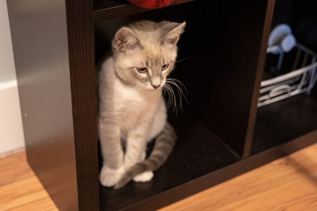 Gatito en AffoGATO cat cafe