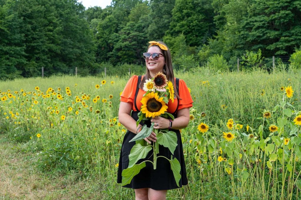 Recogiendo girasoles en Greenfield Berry Farm
