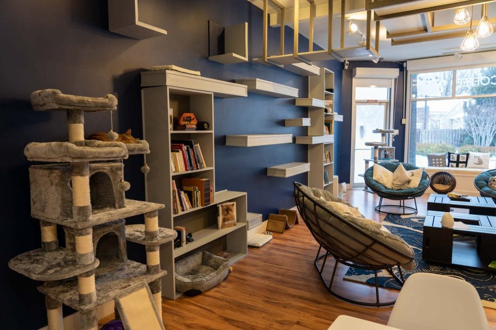 Sala de estar para gatos en el café para gatos AffoGATO