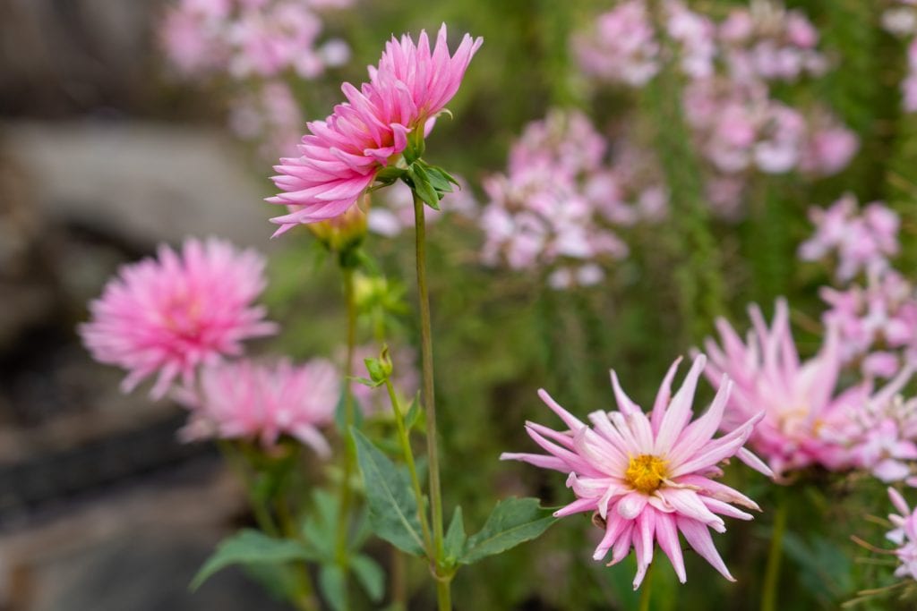 Flores rosadas en Holden Arboretum