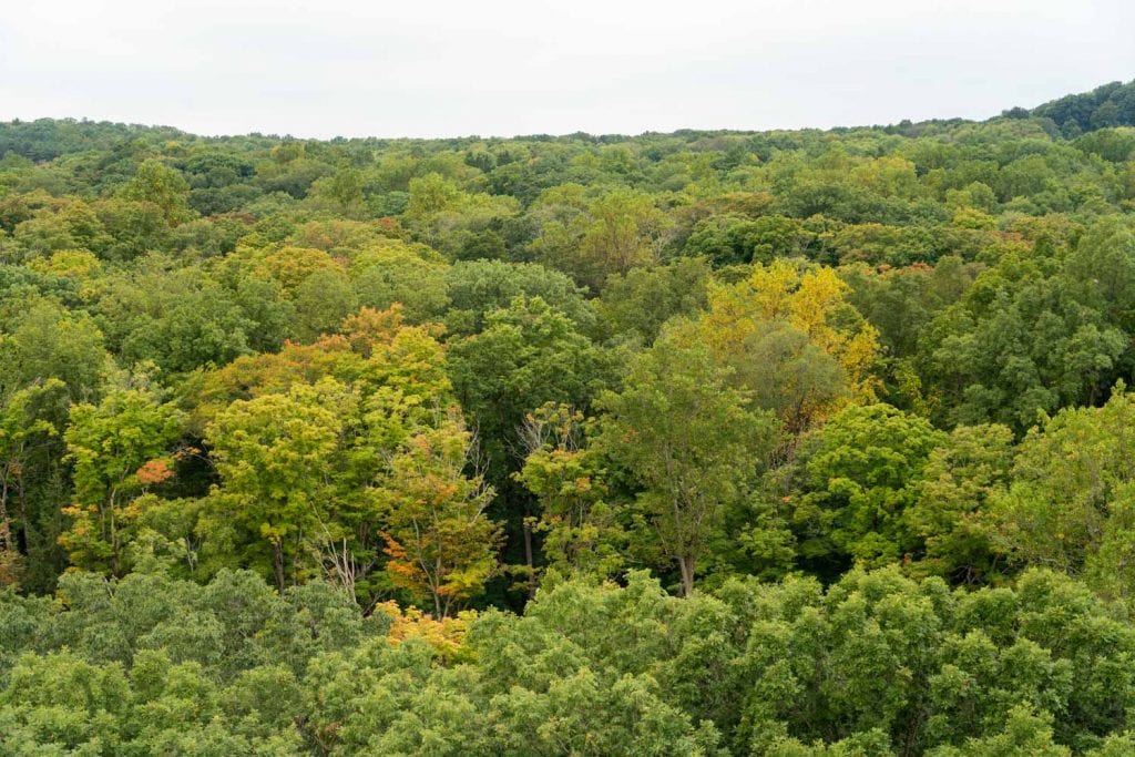 Vista desde la Torre Emergente en Holden Arboretum