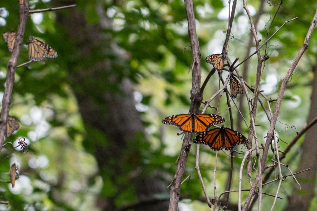 Mariposas monarca en Cleveland