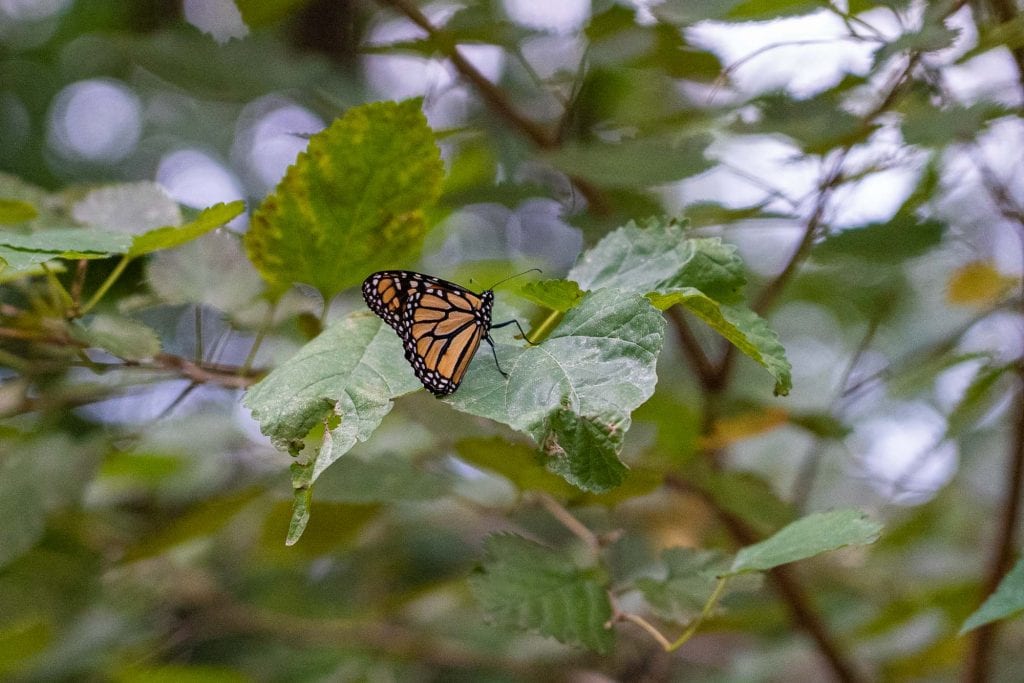 Mariposas monarca en Cleveland