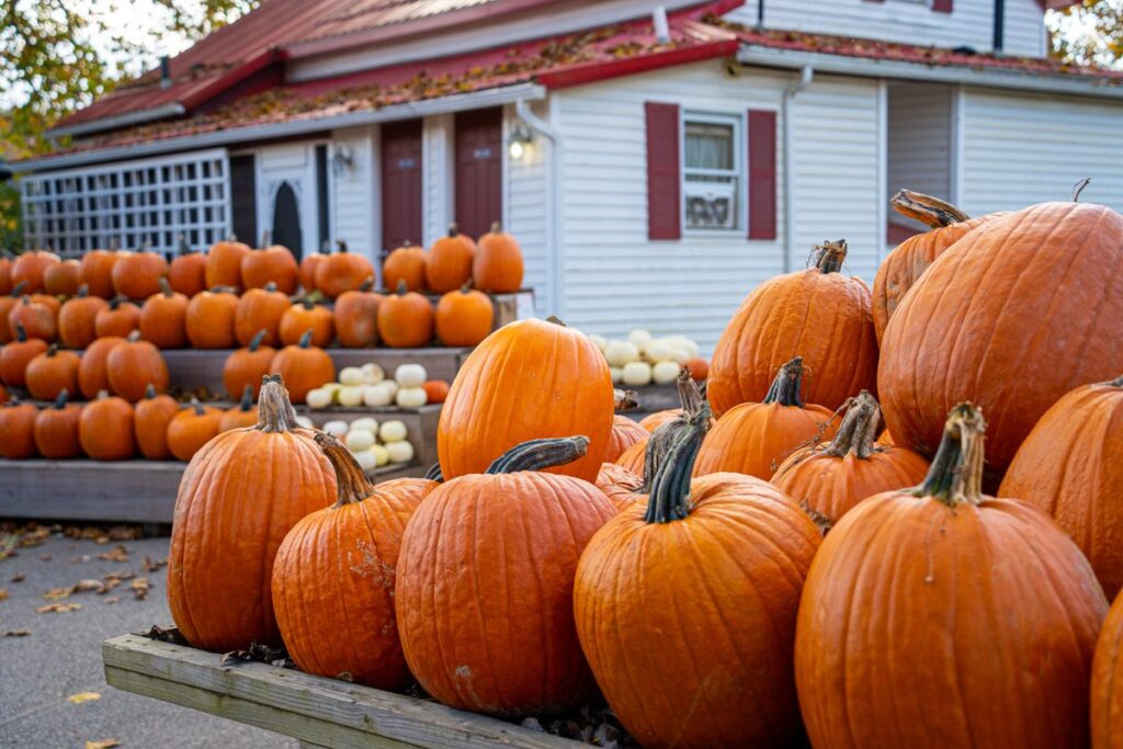 Calabazas en casa de Szalay