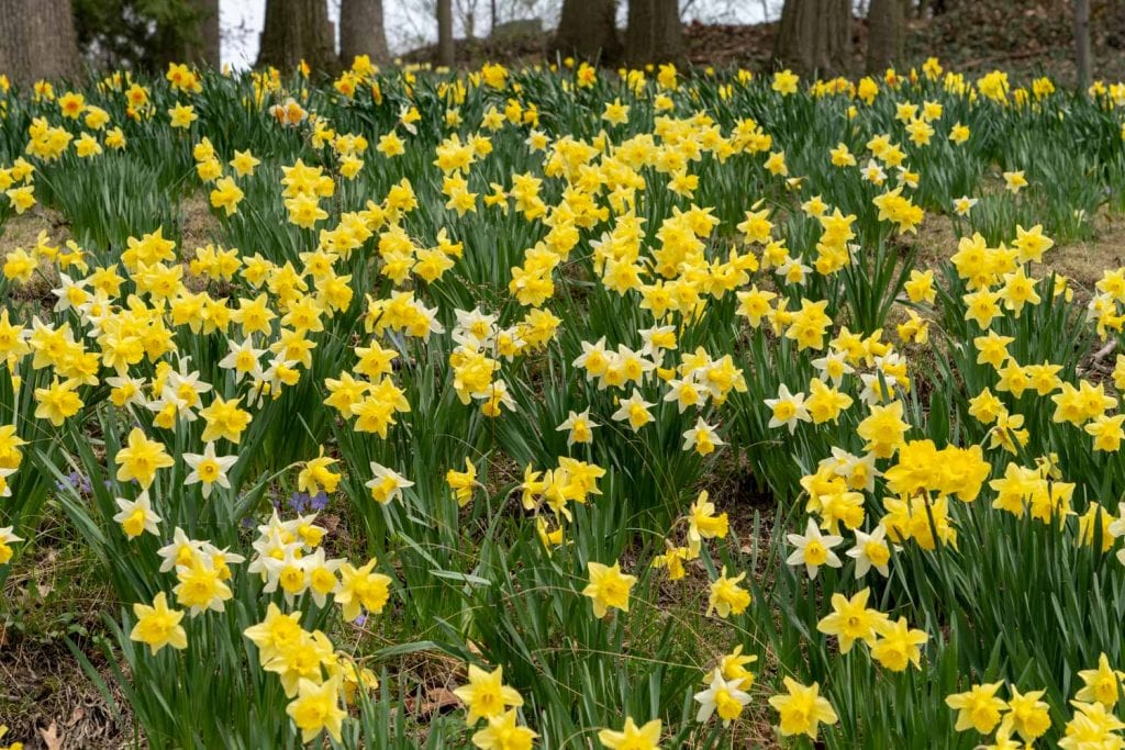 Daffodil Hill en el cementerio Lake View