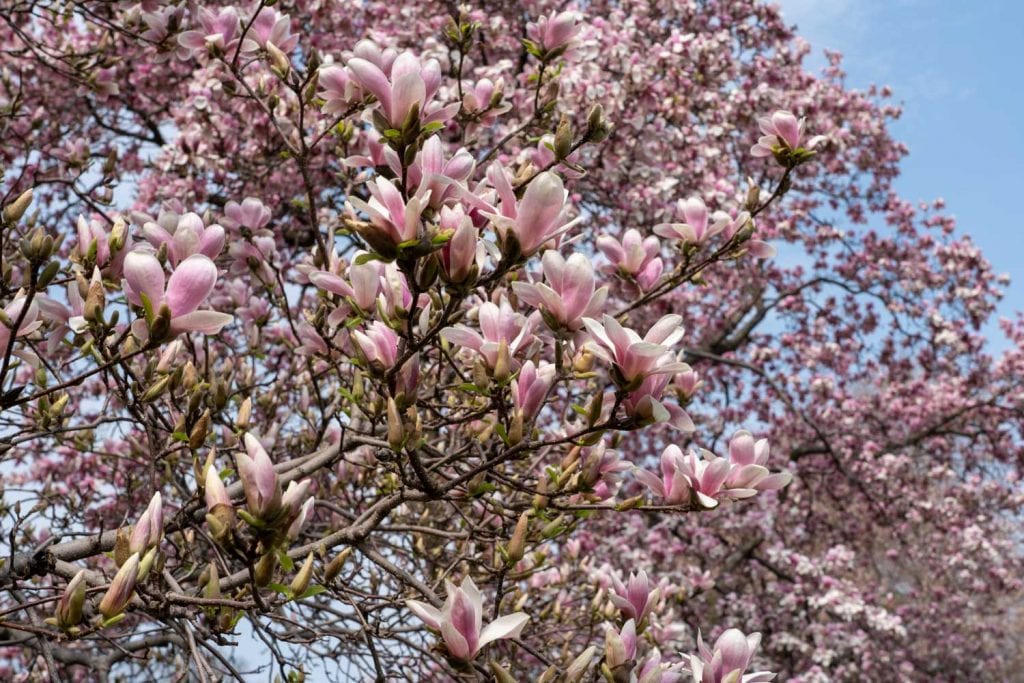 Árbol de magnolia floreciente