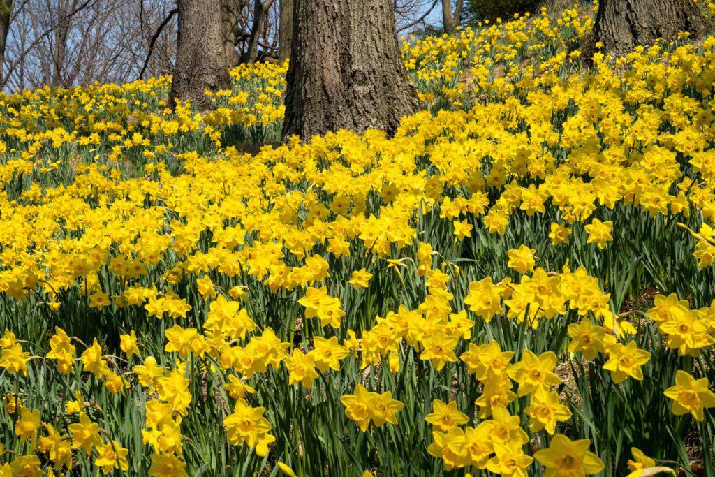 Daffodil Hill en el cementerio Lake View