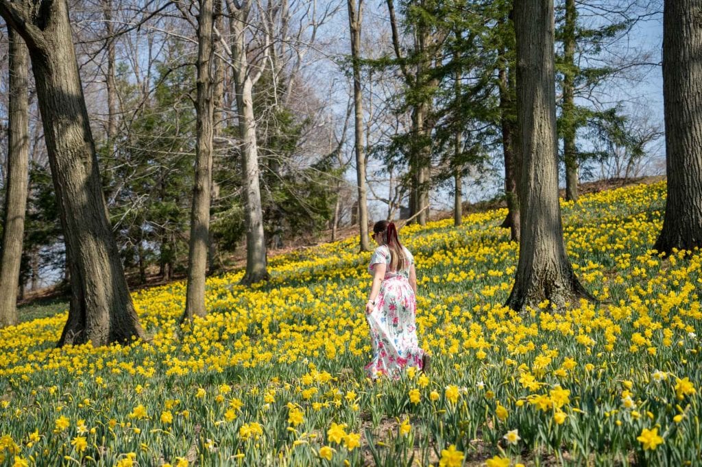 Daffodil Hill en el cementerio Lake View