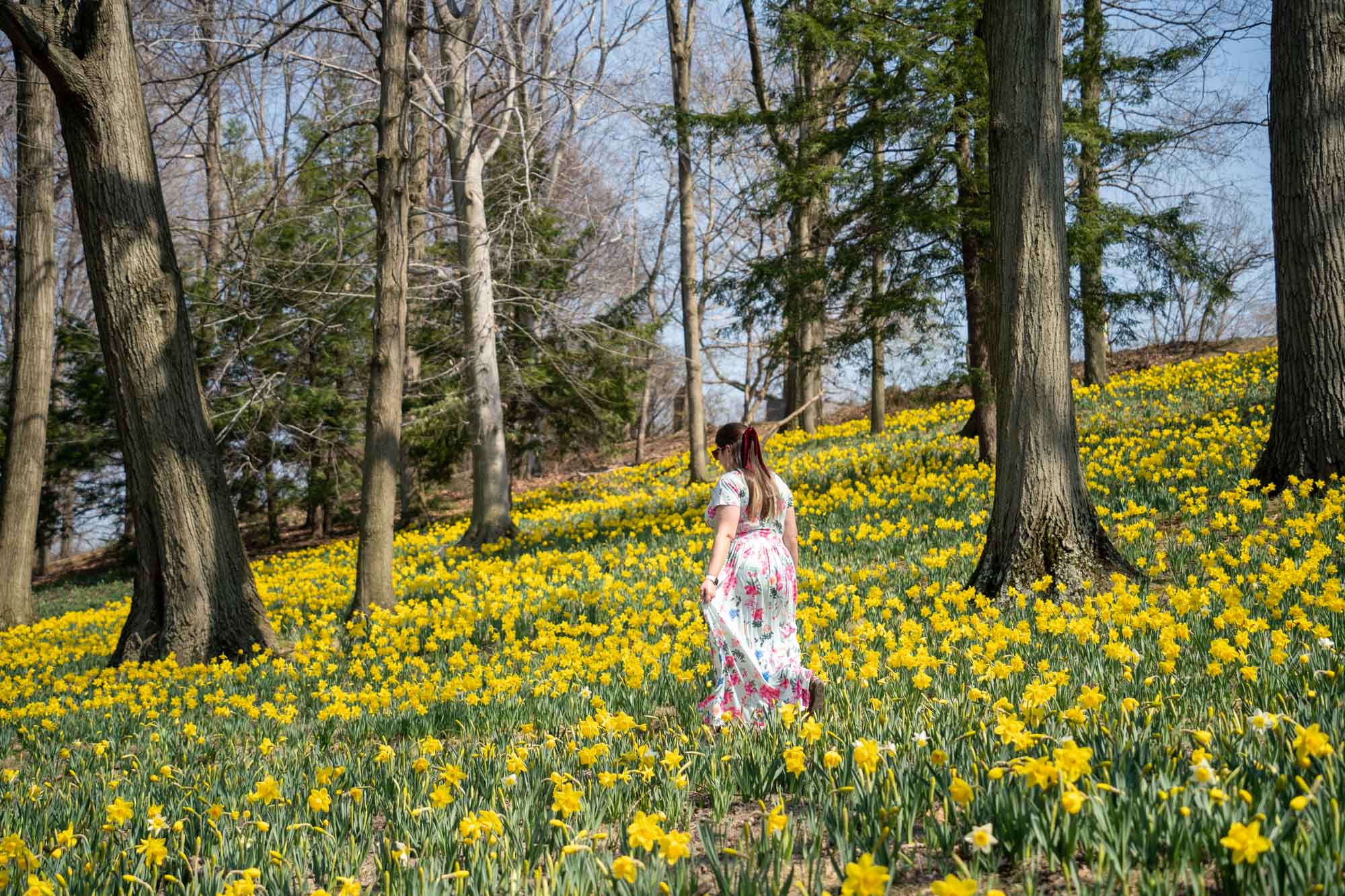 Daffodil Hill en el cementerio Lake View