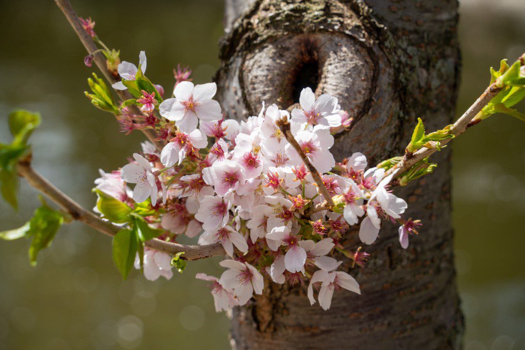 Flores de cerezo en el tronco de un árbol