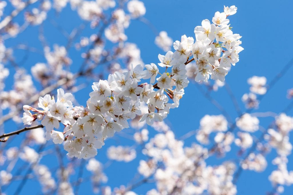 Flores de cerezo contra un cielo azul