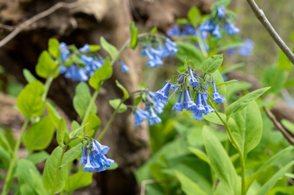 Campanillas de Virginia en la reserva de Bedford