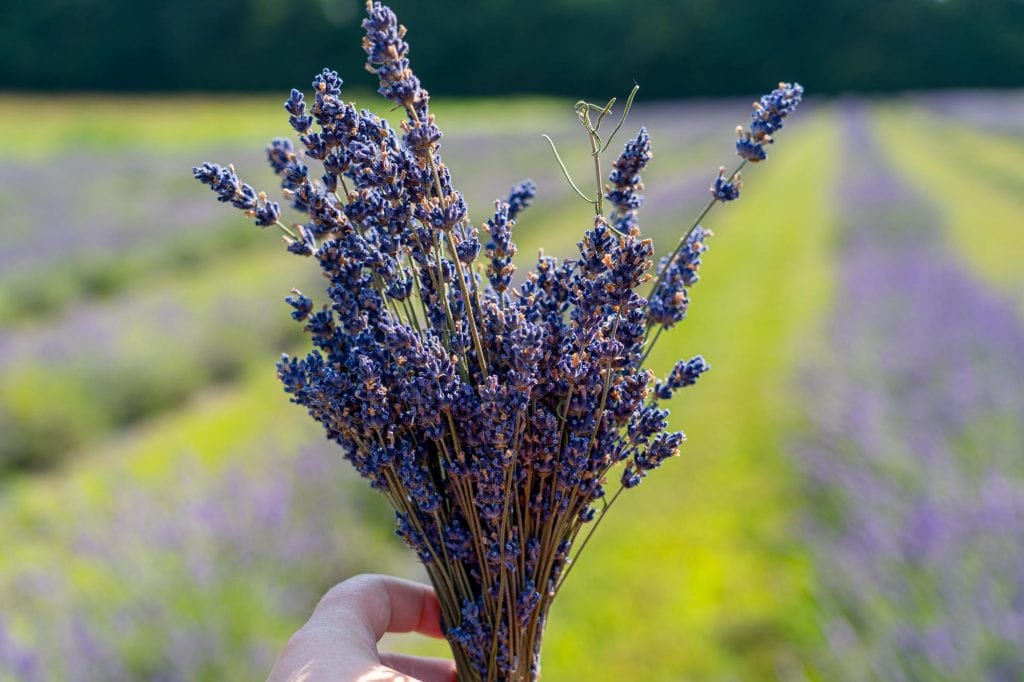 Paquete de lavanda