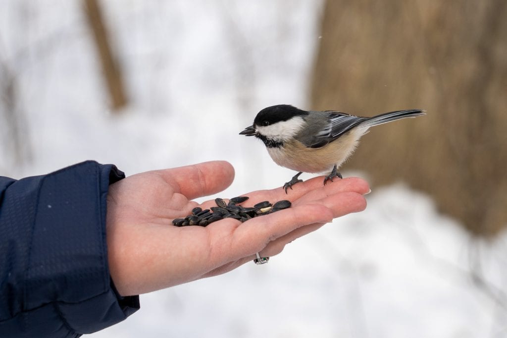 Chickadee comiendo de una mano