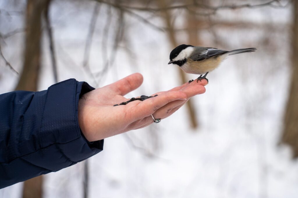 Chickadee aterrizando en una mano
