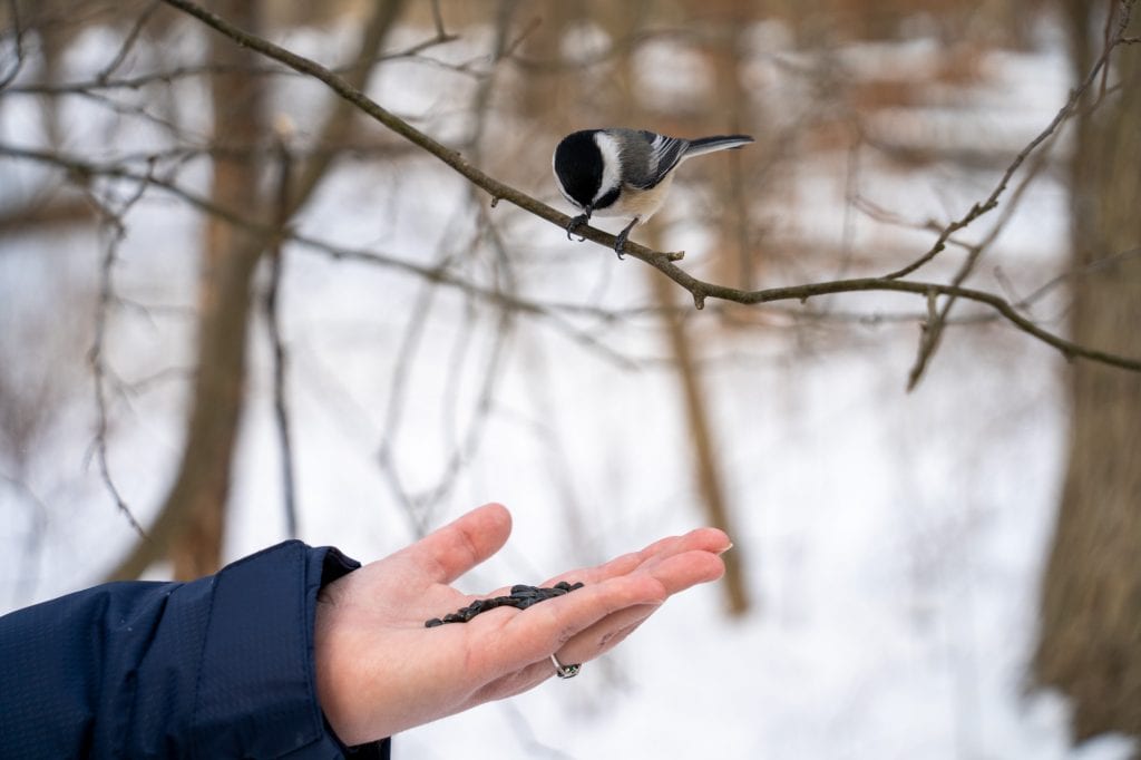 Chickadee en una rama sobre una mano