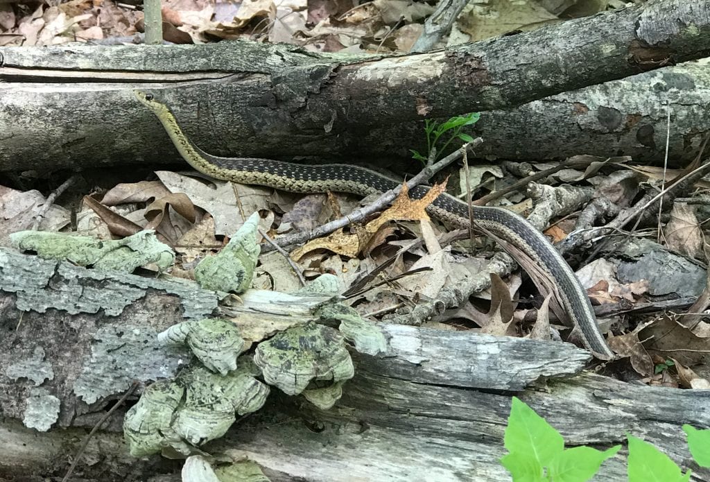 Serpiente de liga encontrada a lo largo del sendero Buckeye cerca de Cleveland