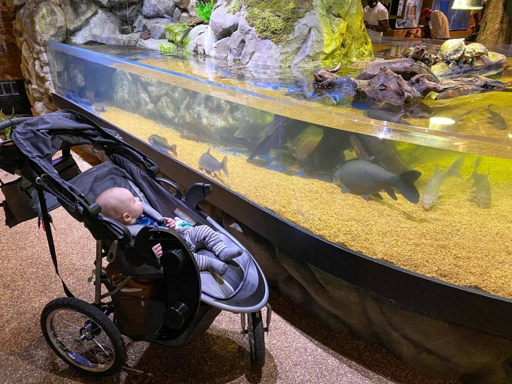 Bebé viendo peces en el Gran Acuario de Cleveland