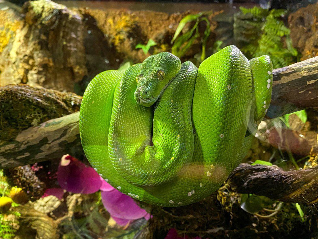 Serpiente verde en el Gran Acuario de Cleveland