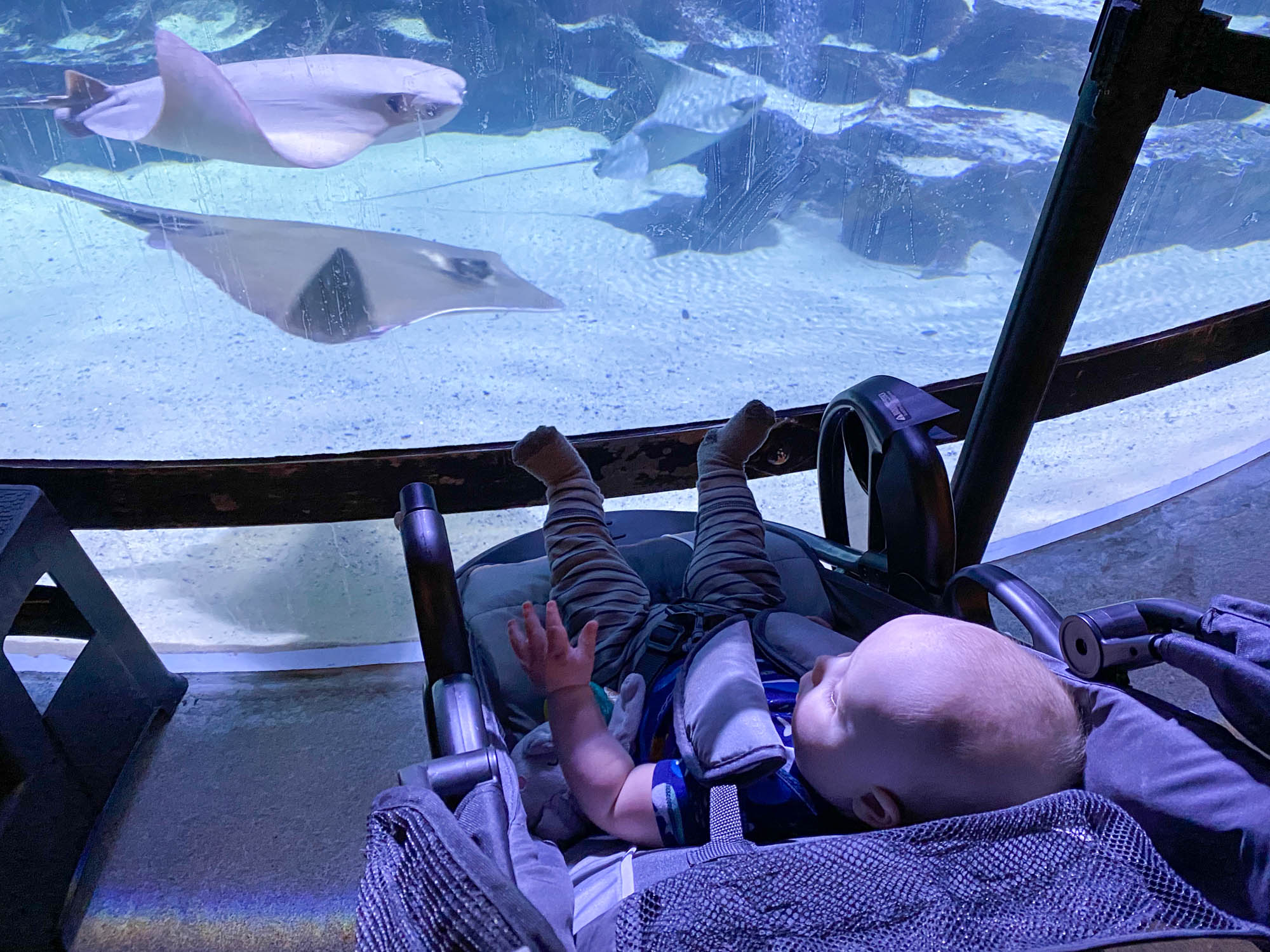 Bebé viendo rayas en el Gran Acuario de Cleveland