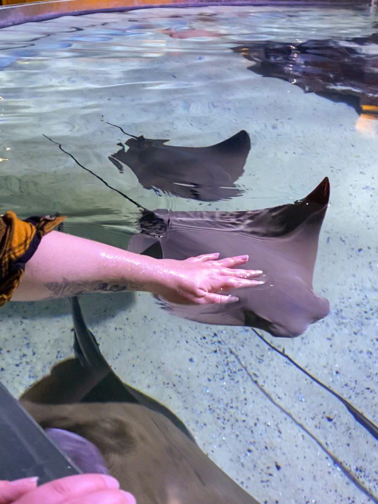 Tanque táctil Stingray en el Gran Acuario de Cleveland
