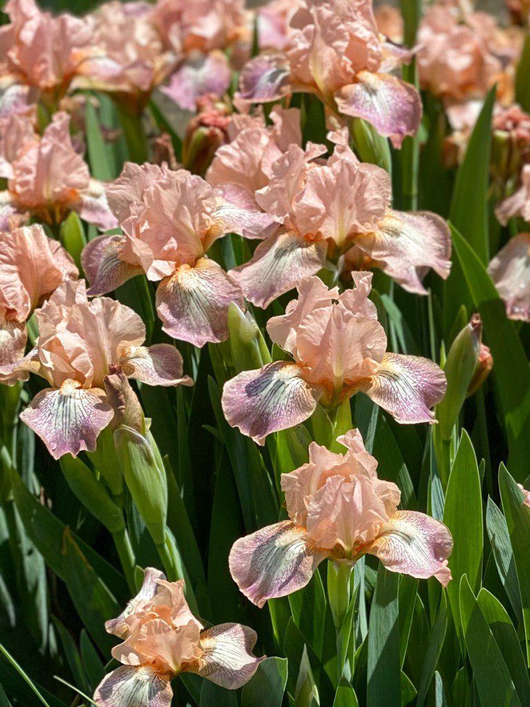 Jardín de iris en el invernadero del parque Rockefeller