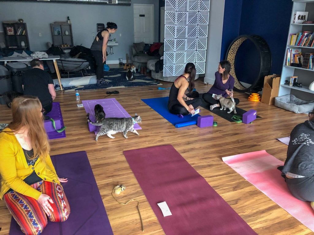 Yoga para gatos en AffoGATO cat cafe en Cleveland