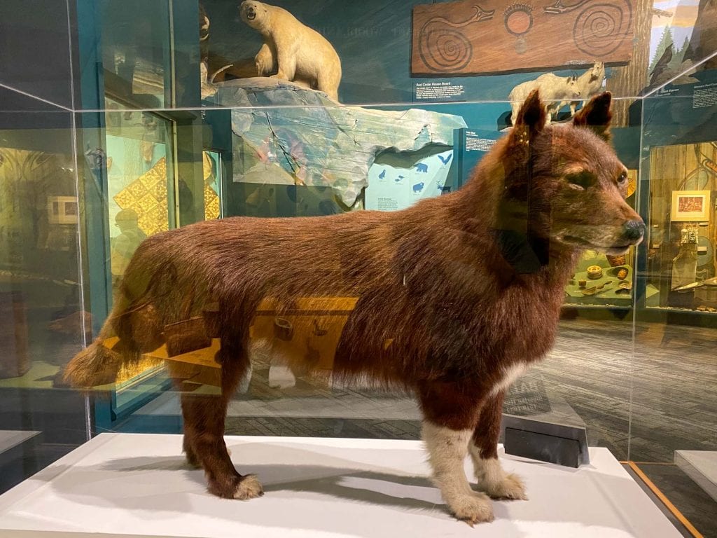 Balto en CMNH