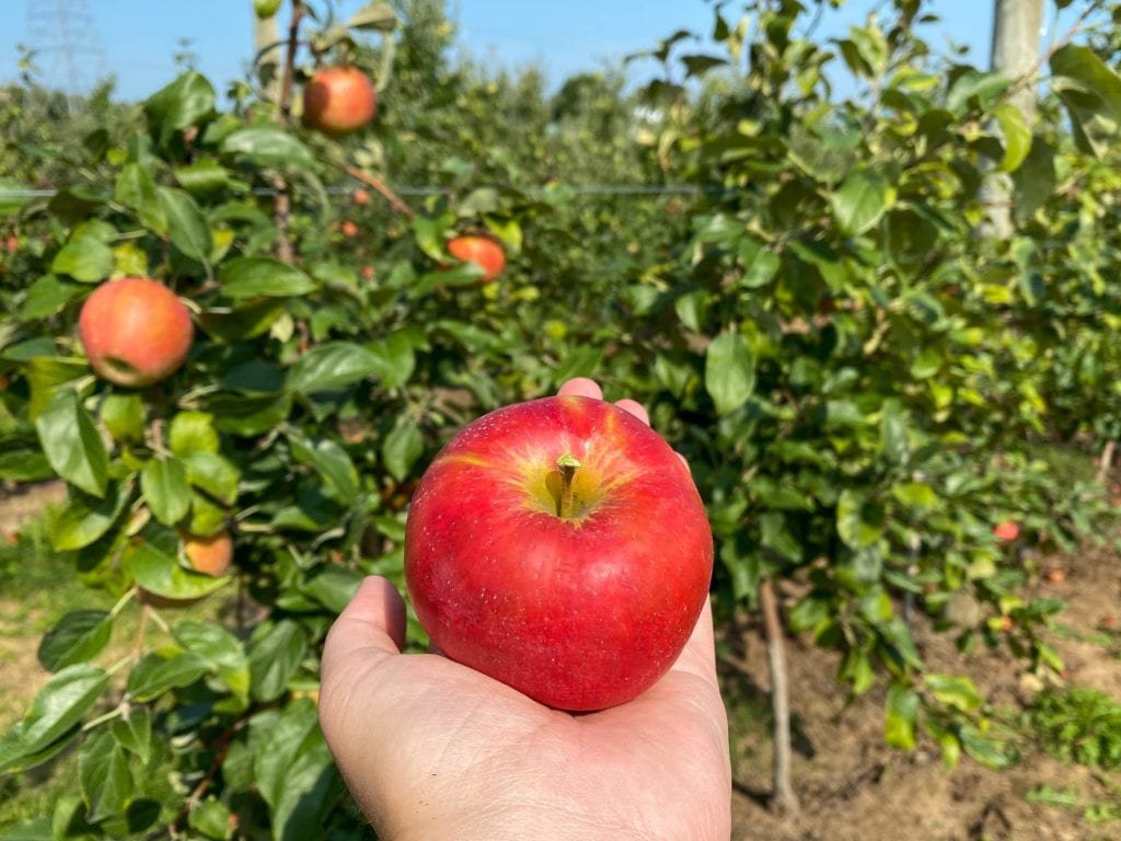 Recolección de manzanas en Quarry Hill Orchards