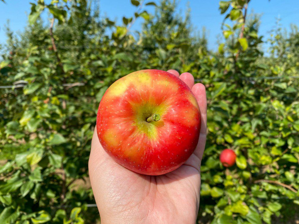 Recolección de manzanas en Quarry Hill Orchards
