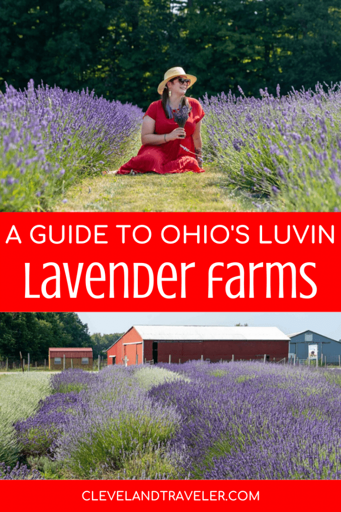 Visitando las granjas de lavanda de Luvin