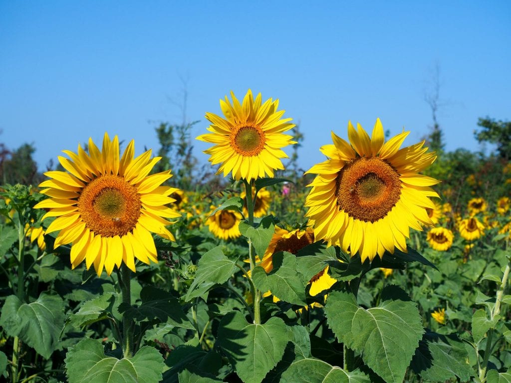 Trío de girasoles