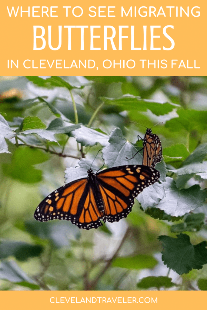 Dónde ver la migración de la monarca en Cleveland